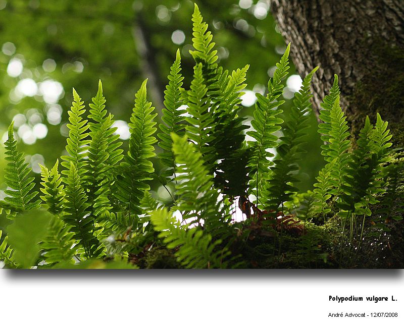 Polypodium vulgare L. (Réglisse des bois) #4951