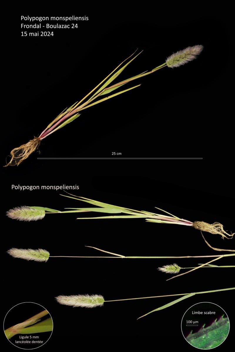 Polypogon monspeliensis (L.) Desf. #79045