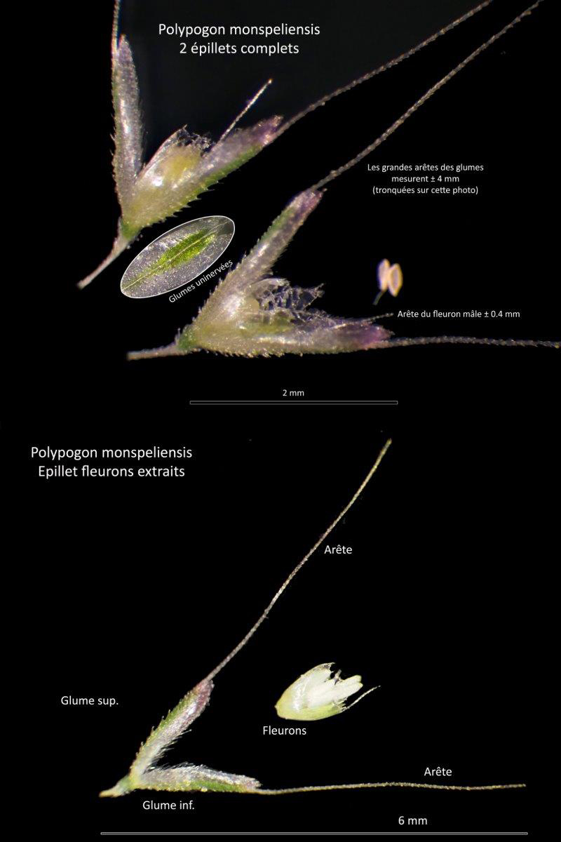 Polypogon monspeliensis (L.) Desf. #79047