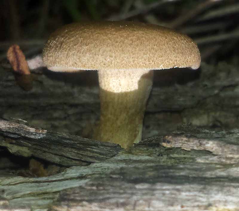 Polyporus arcularius #49353