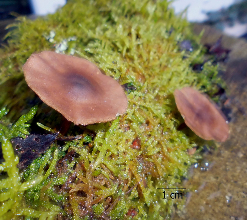 Polyporus brumalis #65308