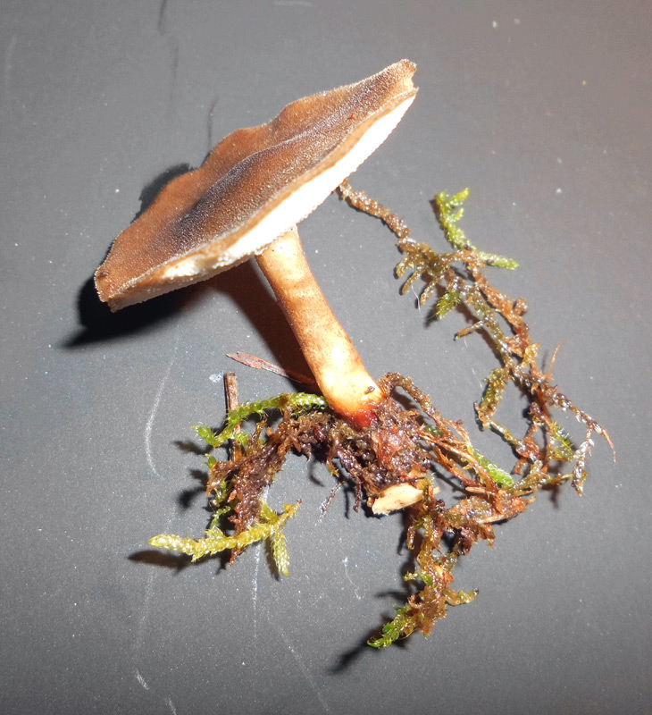 Polyporus brumalis #65310