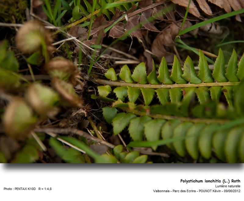 Polystichum lonchitis (L.) Roth - Polystic en fer de lance #27289