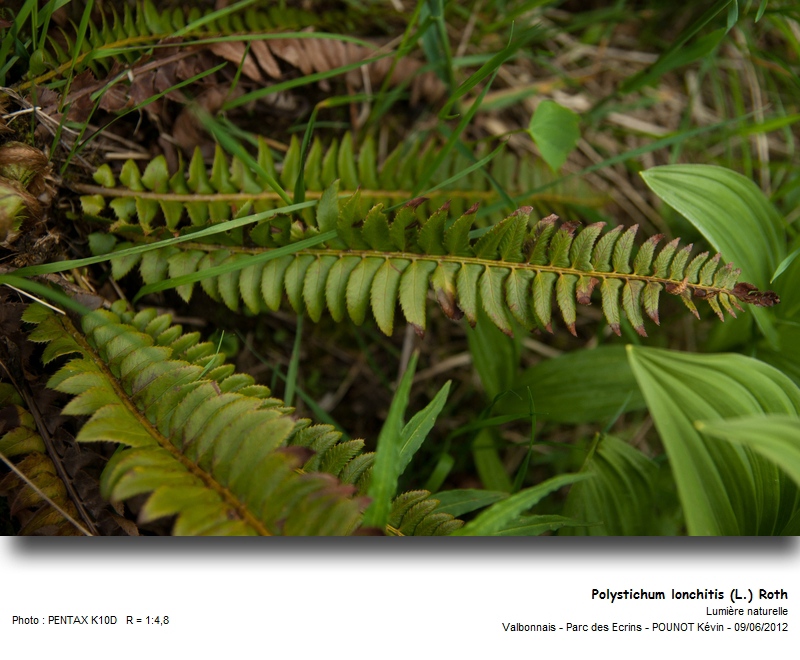 Polystichum lonchitis (L.) Roth - Polystic en fer de lance #27291
