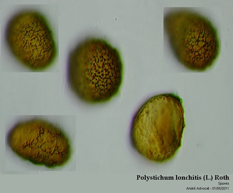 Polystichum lonchitis (L.) Roth #21955