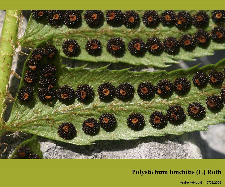Polystichum lonchitis (L.) Roth #21957