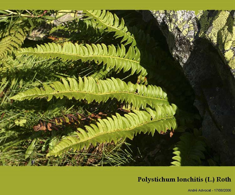 Polystichum lonchitis (L.) Roth #21956