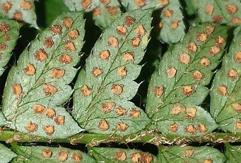 Polystichum setiferum (Forssk.) Moore, 1913 #46773
