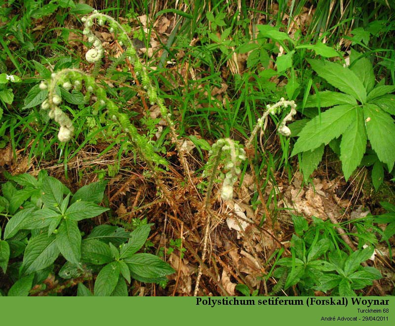 Polystichum setiferum (Forskal) Woynar #21950