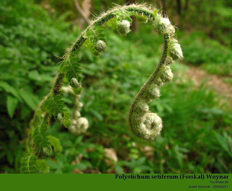 Polystichum setiferum (Forskal) Woynar #21954