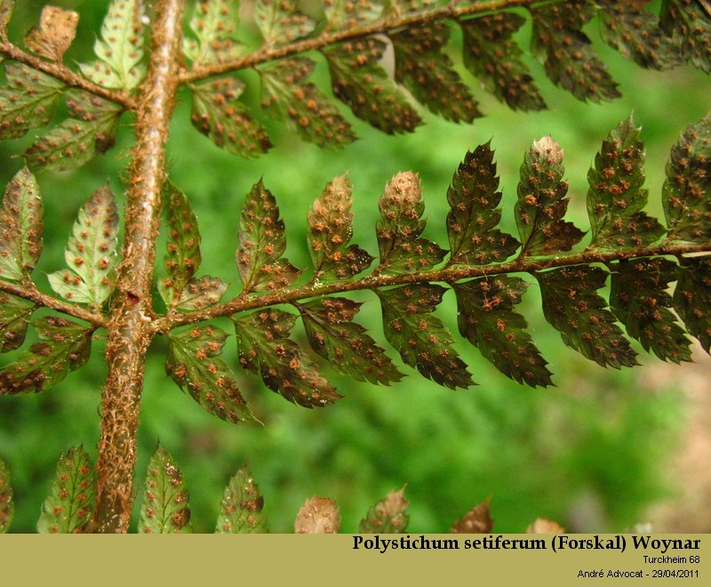 Polystichum setiferum (Forskal) Woynar #21953