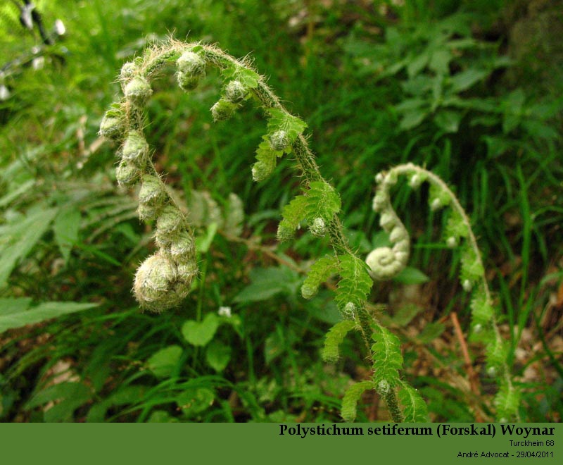 Polystichum setiferum (Forskal) Woynar #21951