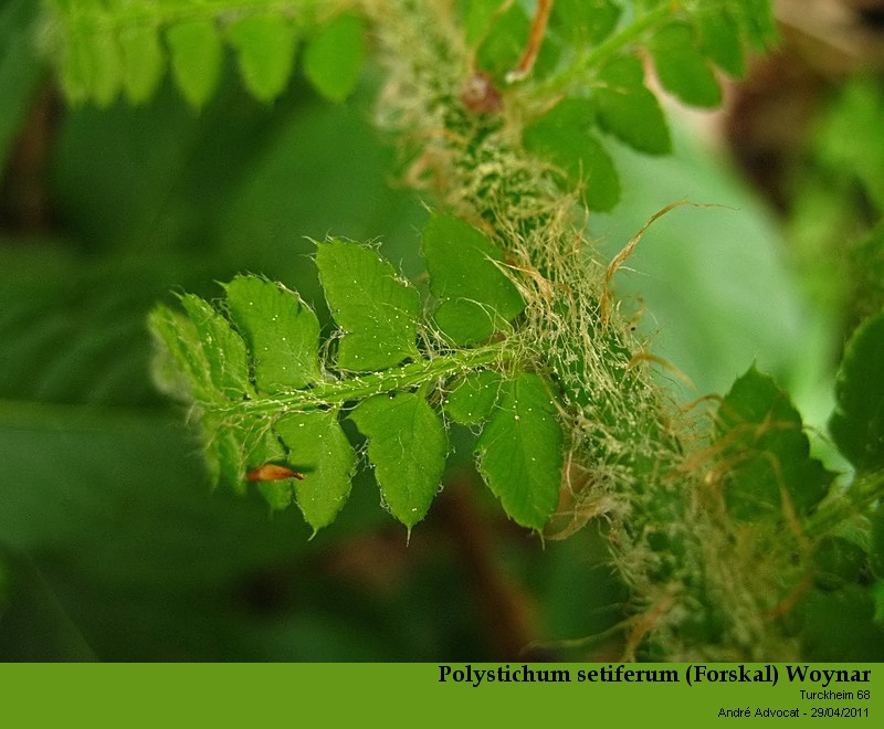 Polystichum setiferum (Forskal) Woynar #21952