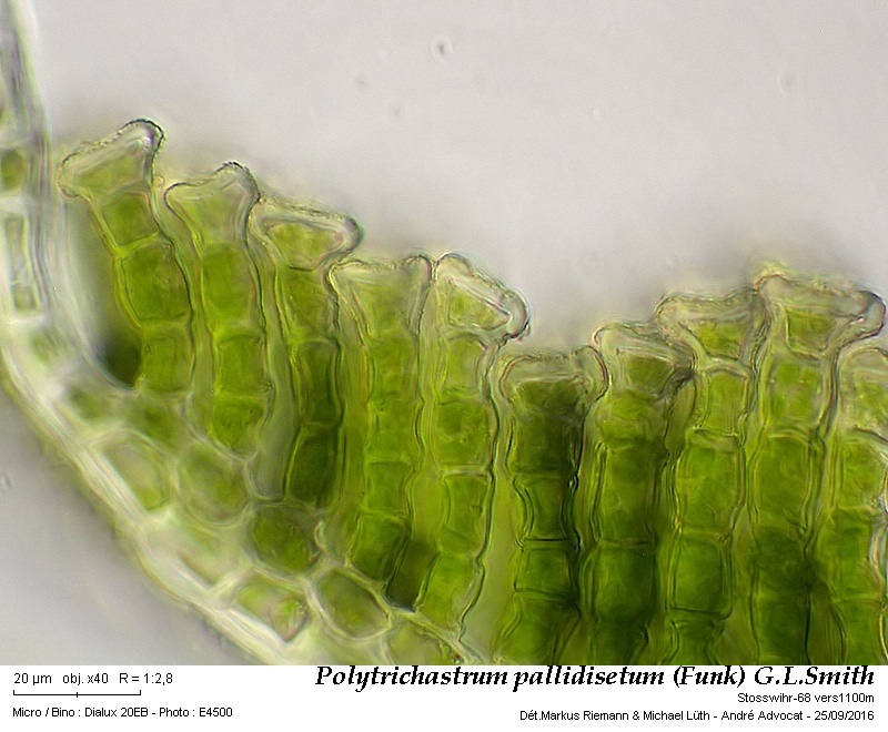 Polytrichastrum pallidisetum (Funck) G.L.Smith #47162