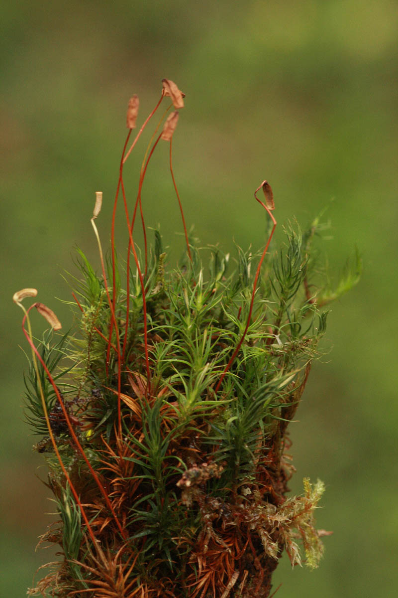 Polytrichastrum pallidisetum (Funck) G.L.Smith #47148