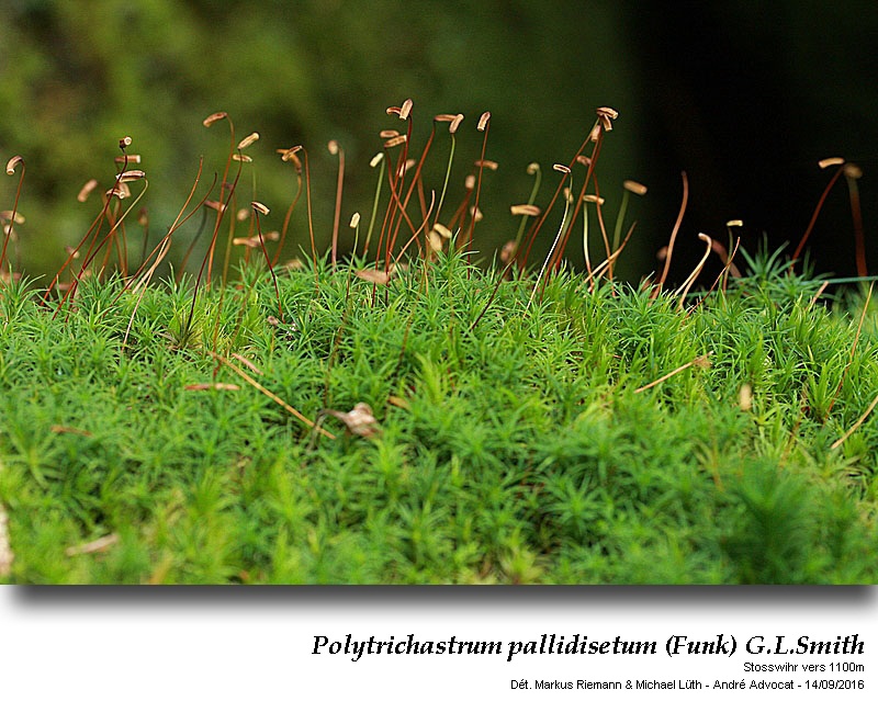 Polytrichastrum pallidisetum (Funck) G.L.Smith #47147