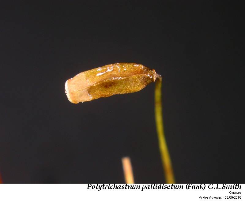 Polytrichastrum pallidisetum (Funck) G.L.Smith #47149