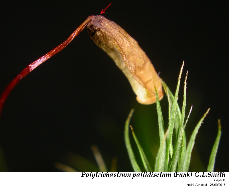 Polytrichastrum pallidisetum (Funck) G.L.Smith #47161