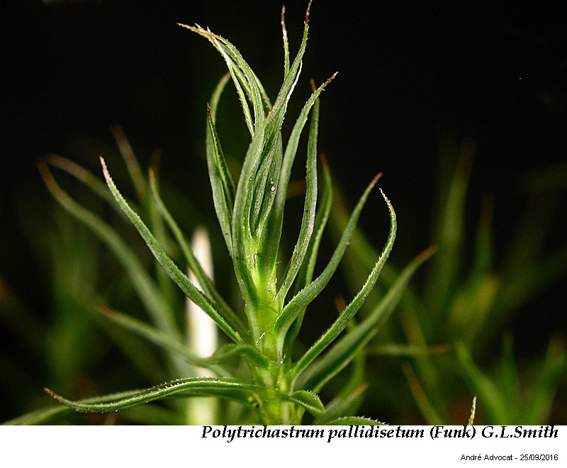 Polytrichastrum pallidisetum (Funck) G.L.Smith #47163