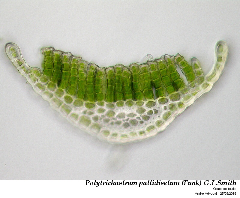 Polytrichastrum pallidisetum (Funck) G.L.Smith #47150