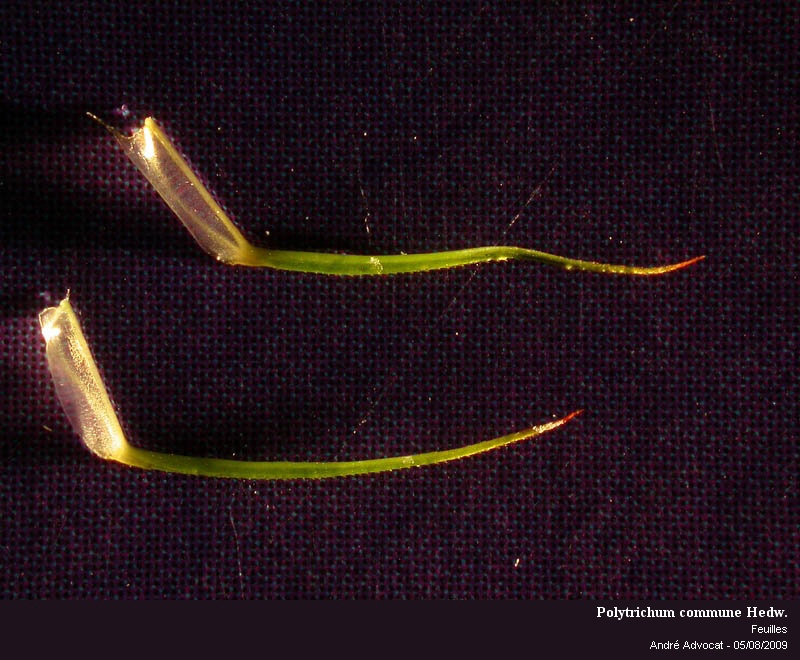 Polytrichum commune Hedw. #11861
