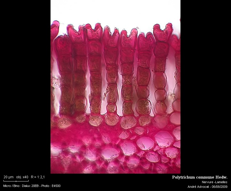 Polytrichum commune Hedw. #11865