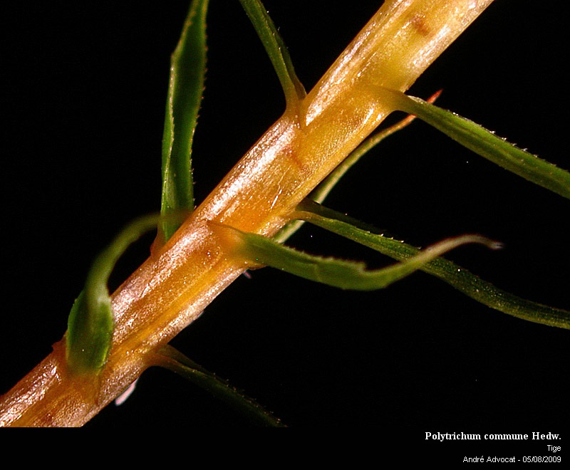 Polytrichum commune Hedw. #11859
