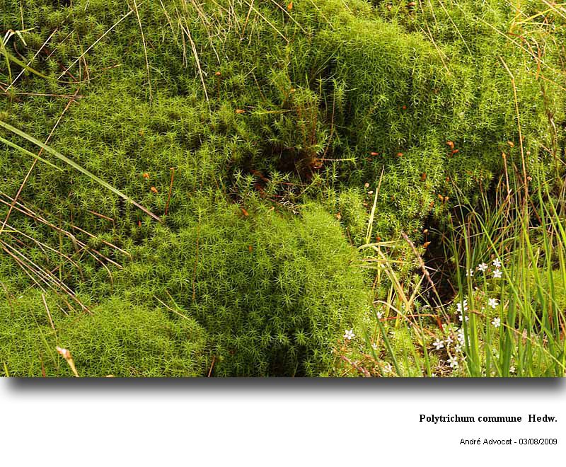 Polytrichum commune Hedw. #11847