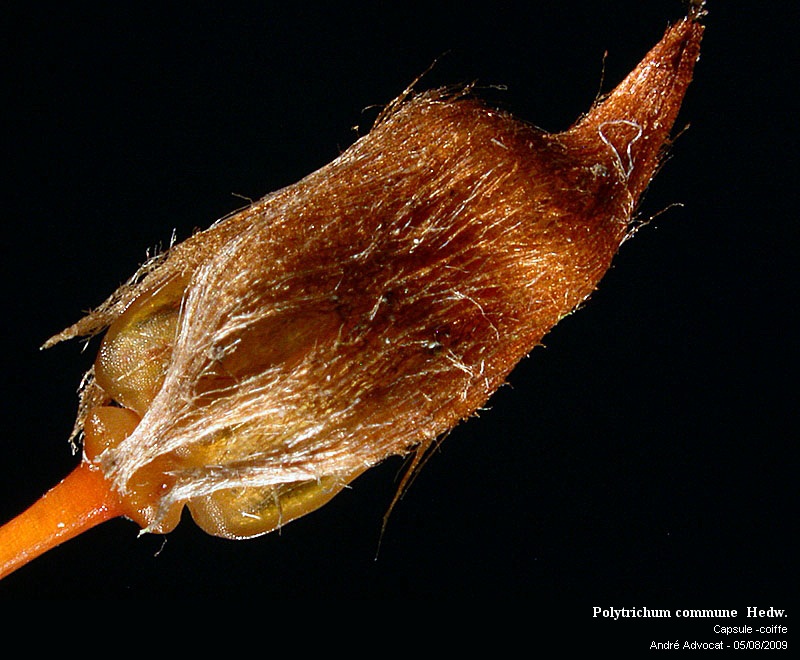 Polytrichum commune Hedw. #11849