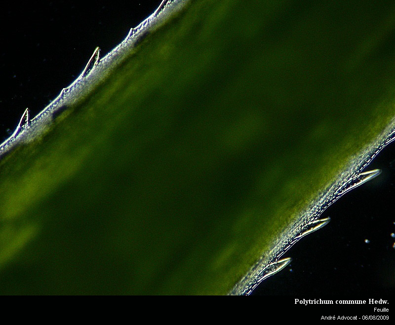 Polytrichum commune Hedw. #11862