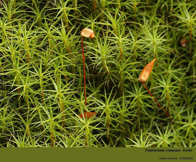 Polytrichum commune Hedw. #11848