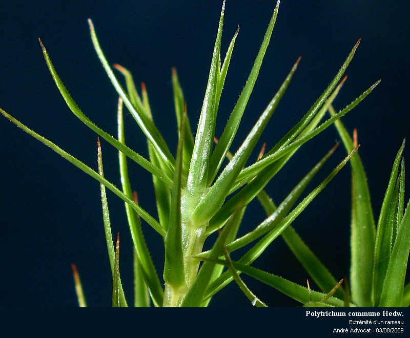Polytrichum commune Hedw. #11858