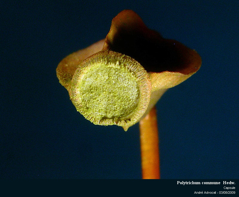 Polytrichum commune Hedw. #11851