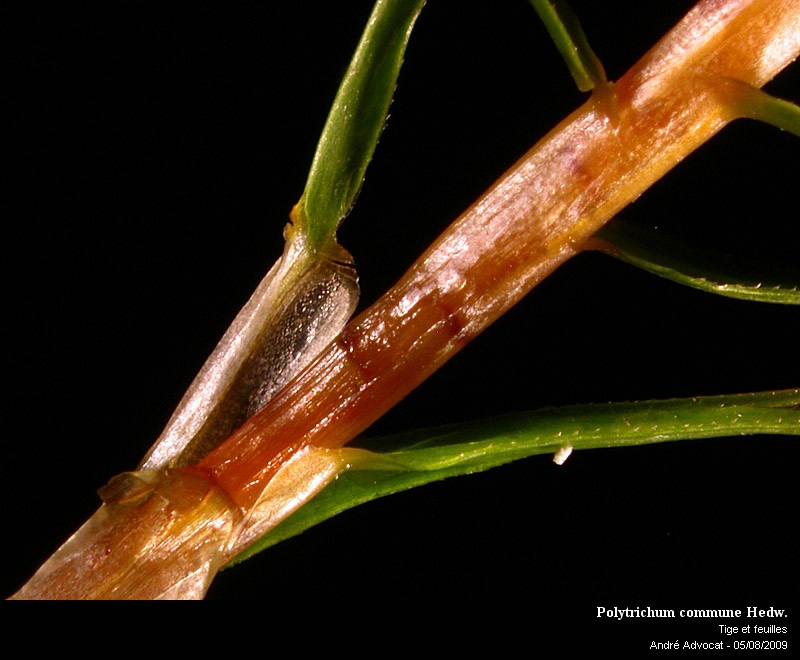 Polytrichum commune Hedw. #11860