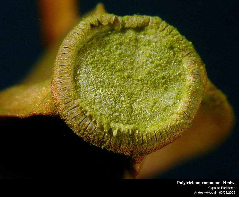 Polytrichum commune Hedw. #11852