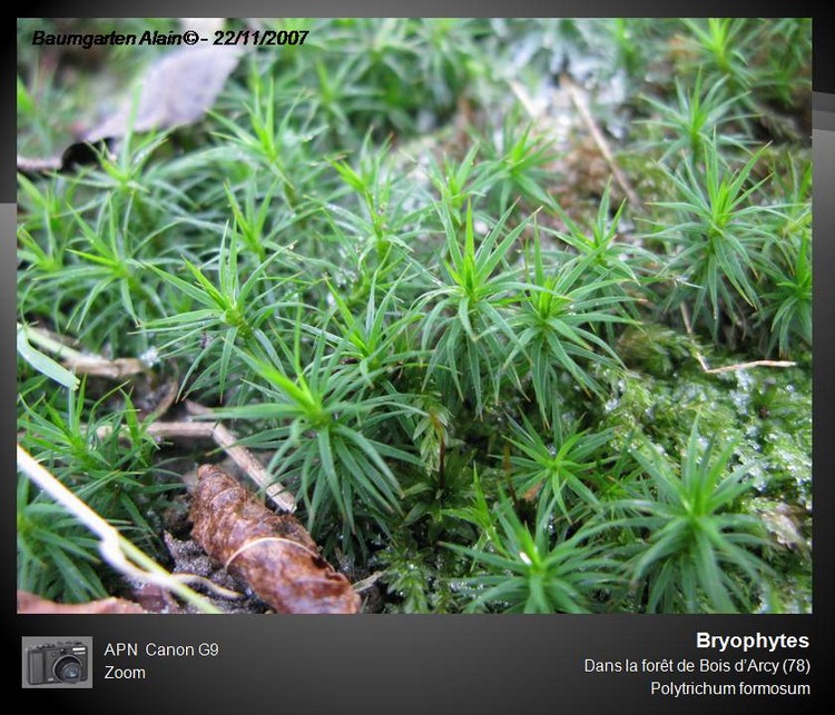 Polytrichum formosum #883