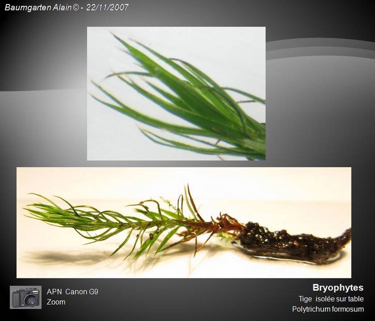 Polytrichum formosum #884