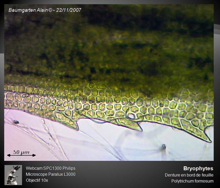 Polytrichum formosum #885