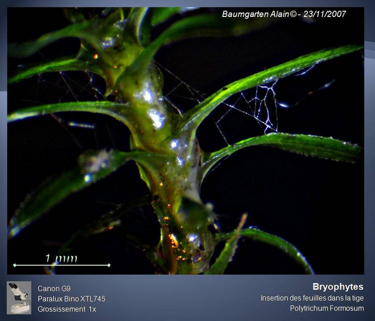 Polytrichum formosum #920