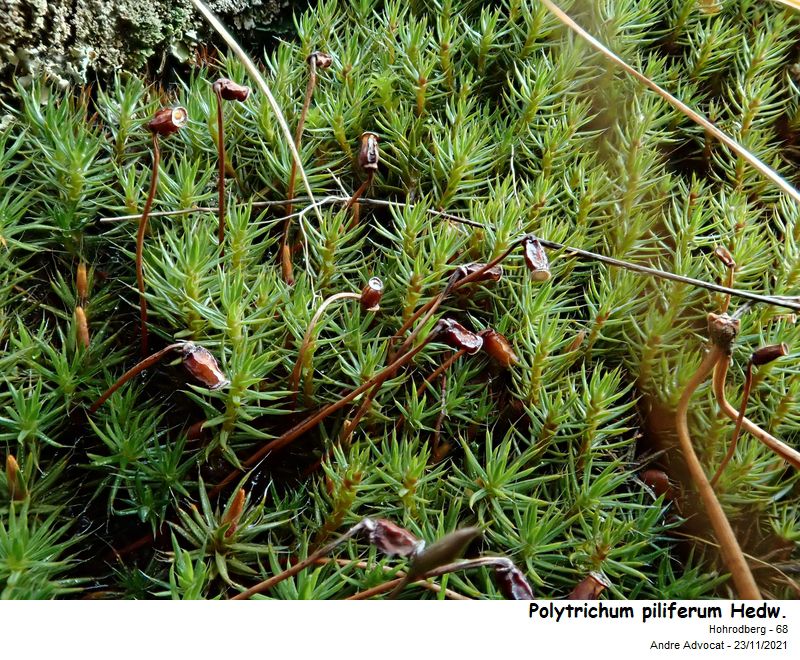 Polytrichum piliferum Hedw. #68812