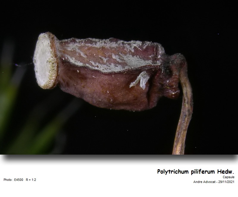 Polytrichum piliferum Hedw. #68825
