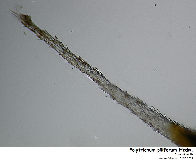 Polytrichum piliferum Hedw. #68814