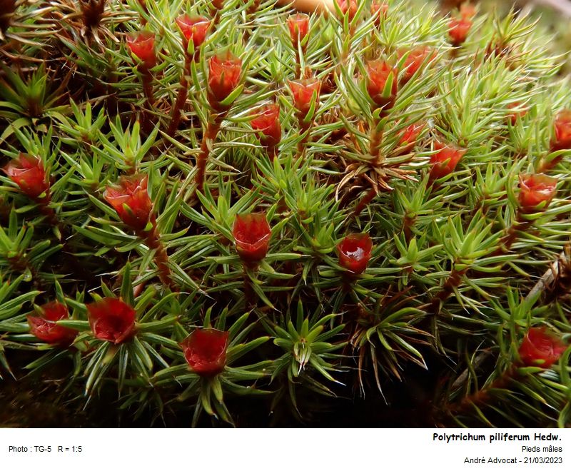 Polytrichum piliferum Hedw. #74014