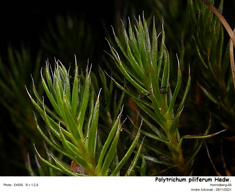 Polytrichum piliferum Hedw. #68815