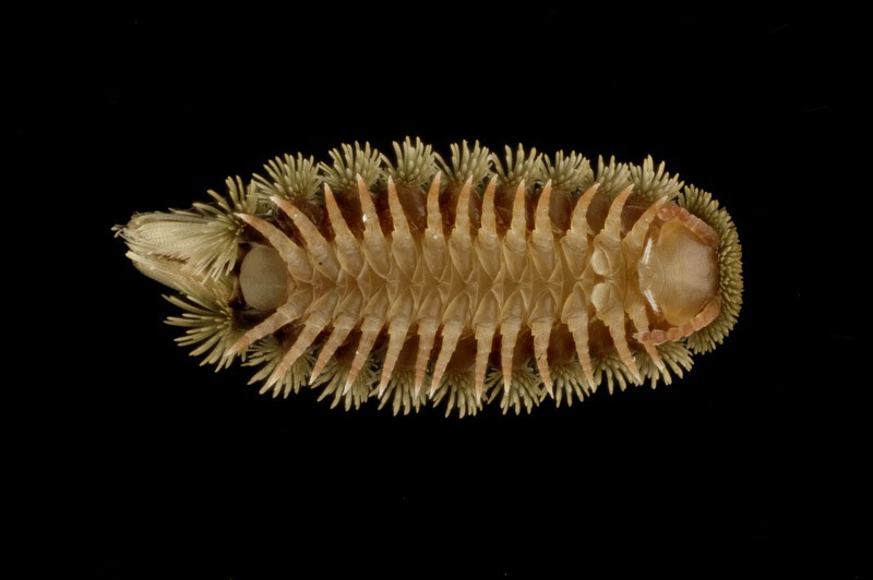 POLYXENUS LAGURUS myriapode  de  l ordre  des  Diplopodes #56746