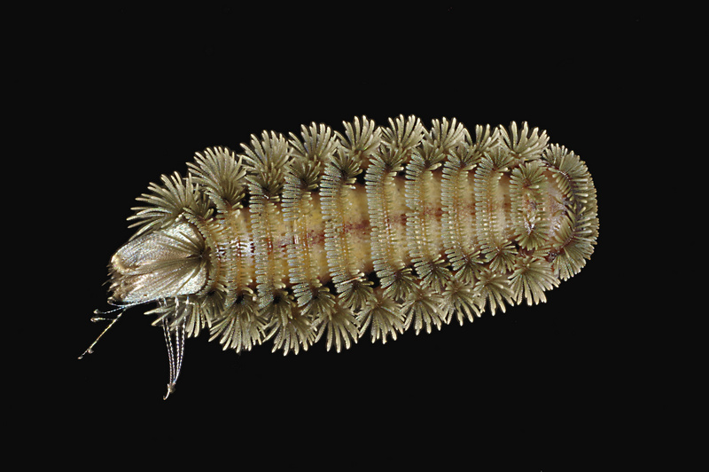 POLYXENUS LAGURUS myriapode  de  l ordre  des  Diplopodes #56747