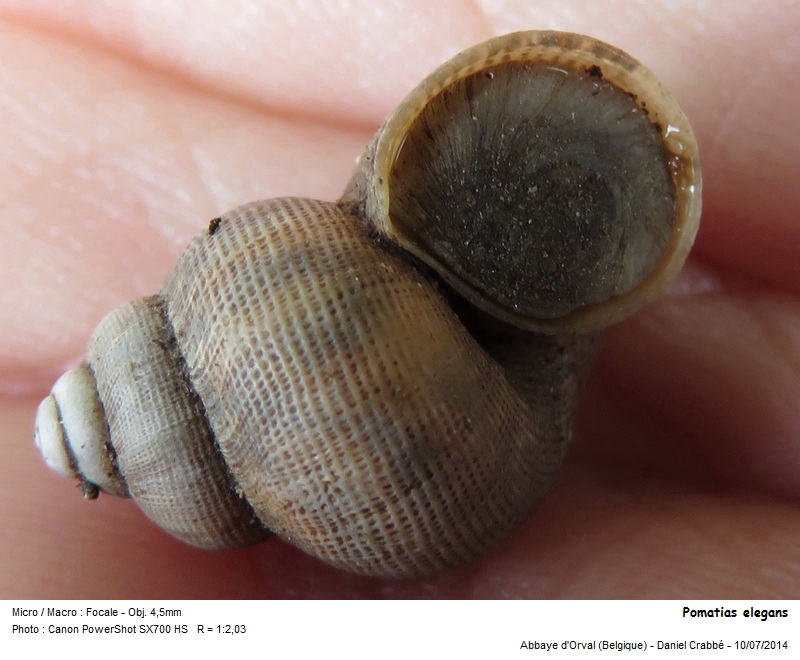Pomatias elegans #38241