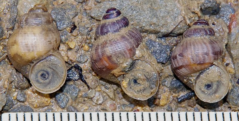 Pomatias elegans #38263