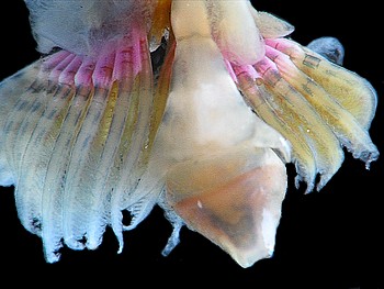 Pomatoceros (un annélide tubicole sédentaire) #13810