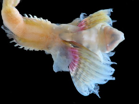 Pomatoceros (un annélide tubicole sédentaire) #13809